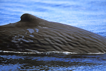 Sub-adult Sperm Whale (Physeter macrocephalus) surfacing (note the peeling skin) near Isla San Pedro Martir in the midriff region of the Gulf of California (Sea of Cortez), Mexico