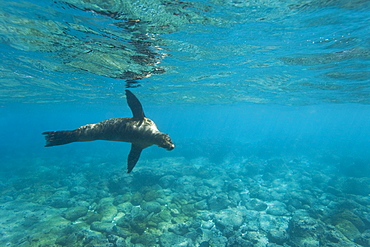 Galapagos sea lion (Zalophus wollebaeki) underwater at Champion Islet near Floreana Island in the Galapagos Island Archipeligo, Ecuador. Pacific Ocean