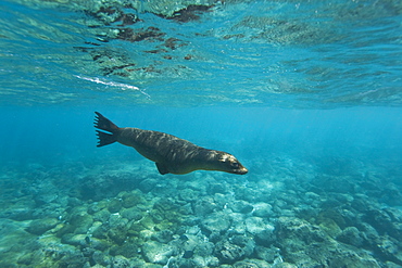 Galapagos sea lion (Zalophus wollebaeki) underwater at Champion Islet near Floreana Island in the Galapagos Island Archipeligo, Ecuador. Pacific Ocean