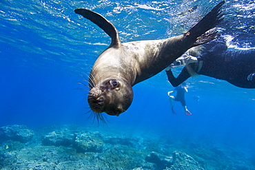 Galapagos sea lion (Zalophus wollebaeki) underwater with snorkelers at Champion Islet near Floreana Island in the Galapagos Island Archipeligo, Ecuador. Pacific Ocean