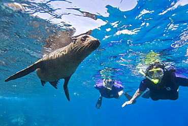 Galapagos sea lion (Zalophus wollebaeki) underwater with snorkelers at Champion Islet near Floreana Island in the Galapagos Island Archipeligo, Ecuador. Pacific Ocean