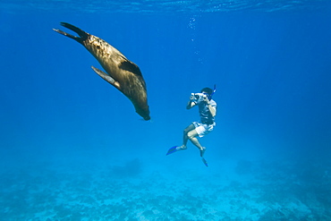 Galapagos sea lion (Zalophus wollebaeki) being filmed underwater at Champion Islet near Floreana Island in the Galapagos Island Archipeligo, Ecuador. Pacific Ocean