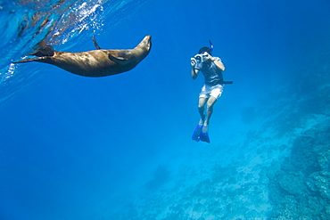 Galapagos sea lion (Zalophus wollebaeki) being filmed underwater at Champion Islet near Floreana Island in the Galapagos Island Archipeligo, Ecuador. Pacific Ocean