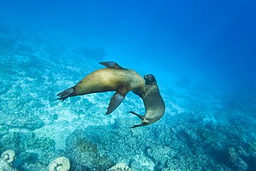 Galapagos sea lions (Zalophus wollebaeki) underwater at Champion Islet near Floreana Island in the Galapagos Island Archipeligo, Ecuador, Pacific Ocean