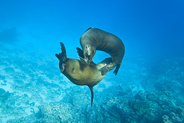 Galapagos sea lions (Zalophus wollebaeki) underwater at Champion Islet near Floreana Island in the Galapagos Island Archipeligo, Ecuador, Pacific Ocean