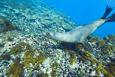 Galapagos sea lion (Zalophus wollebaeki) underwater at Champion Islet near Floreana Island in the Galapagos Island Archipeligo, Ecuador. Pacific Ocean