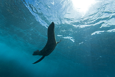 Galapagos sea lion (Zalophus wollebaeki) underwater at Champion Islet near Floreana Island in the Galapagos Island Archipeligo, Ecuador. Pacific Ocean