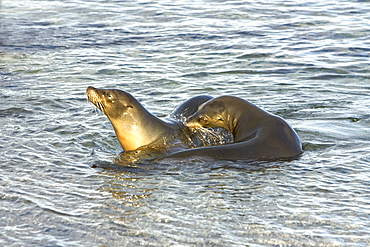 Galapagos sea lion (Zalophus wollebaeki) in Gardner Bay on Espanola Island in the Galapagos Island roup, Ecuador. Pacific Ocean