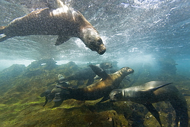 Curious Galapagos sea lions (Zalophus wollebaeki) underwater at the Guy Fawkes Islets near Santa Cruz Island in the Galapagos Island Archipeligo, Ecuador. Pacific Ocean