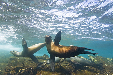 Curious Galapagos sea lions (Zalophus wollebaeki) underwater at the Guy Fawkes Islets near Santa Cruz Island in the Galapagos Island Archipeligo, Ecuador. Pacific Ocean