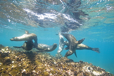 Curious Galapagos sea lions (Zalophus wollebaeki) underwater at the Guy Fawkes Islets near Santa Cruz Island in the Galapagos Island Archipeligo, Ecuador. Pacific Ocean