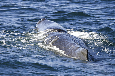 Young sperm whale (Physeter macrocephalus) surfacing in the midriff region of the Gulf of California (Sea of Cortez), Baja California, Mexico.