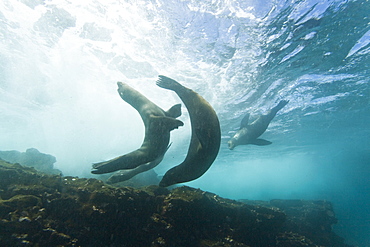 Curious Galapagos sea lions (Zalophus wollebaeki) underwater at the Guy Fawkes Islets near Santa Cruz Island in the Galapagos Island Archipeligo, Ecuador, Pacific Ocean