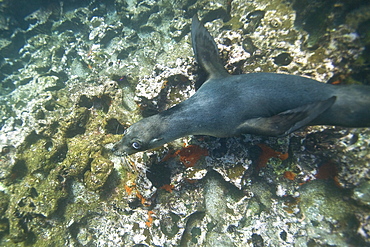 Galapagos sea lion (Zalophus wollebaeki) underwater at the Guy Fawkes Islets near Santa Cruz Island in the Galapagos Island Archipeligo, Ecuador. Pacific Ocean