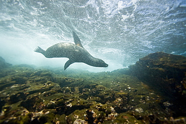 Galapagos sea lion (Zalophus wollebaeki) underwater at the Guy Fawkes Islets near Santa Cruz Island in the Galapagos Island Archipeligo, Ecuador. Pacific Ocean