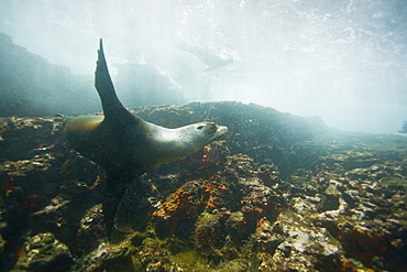 Galapagos sea lion (Zalophus wollebaeki) underwater at the Guy Fawkes Islets near Santa Cruz Island in the Galapagos Island Archipeligo, Ecuador. Pacific Ocean