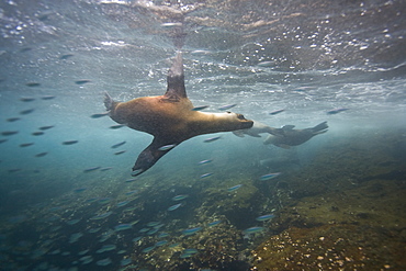 Curious Galapagos sea lions (Zalophus wollebaeki) underwater at the Guy Fawkes Islets near Santa Cruz Island in the Galapagos Island Archipeligo, Ecuador. Pacific Ocean