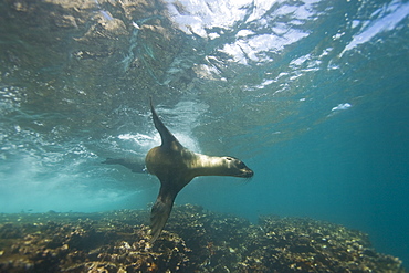 Galapagos sea lion (Zalophus wollebaeki) underwater at the Guy Fawkes Islets near Santa Cruz Island in the Galapagos Island Archipeligo, Ecuador. Pacific Ocean