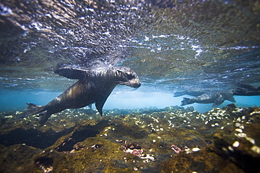 Galapagos sea lion (Zalophus wollebaeki) underwater at the Guy Fawkes Islets near Santa Cruz Island in the Galapagos Island Archipeligo, Ecuador. Pacific Ocean.