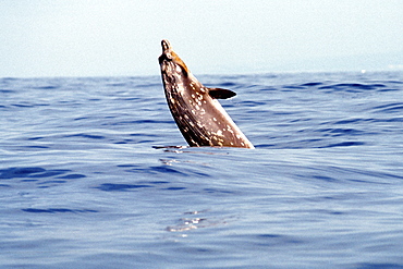 Blainville's Beaked Whale, Mesoplodon densirostris, breaching in deep water off the Kona coast, Hawaii
