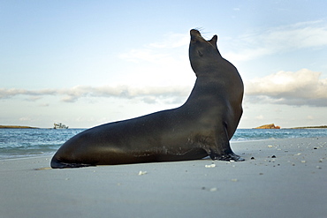 Galapagos sea lion (Zalophus wollebaeki) on the beach at Gardner Bay on Espanola Island in the Galapagos Island Archipeligo, Ecuador. Pacific Ocean.