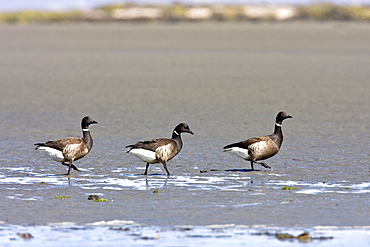 Adult brant (Branta bernicla nigricans) feeding on eel grass in the shallow waters of San Ignacio Lagoon, Baja California Sur, Mexico