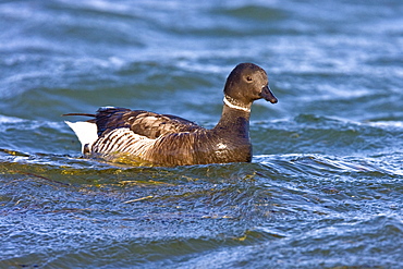 Adult brant (Branta bernicla nigricans) feeding on eel grass in the shallow waters of San Ignacio Lagoon, Baja California Sur, Mexico