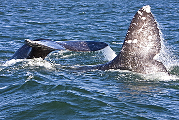 California Gray Whale (Eschrichtius robustus) in San Ignacio Lagoon on the Pacific side of the Baja Peninsula, Baja California Sur, Mexico