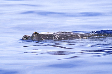 A lone adult male Blainville's Beaked Whale (Mesoplodon densirostris)surfacing in deep water off the Kona Coast of Hawaii, USA. PAcific Ocean.
(Restricted Resolution - pls contact us)