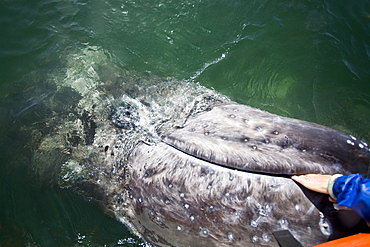 Rubbing the baleen plates of a curious California Gray Whale (Eschrichtius robustus) calf in San Ignacio Lagoon, Baja Peninsula, Baja California Sur, Mexico