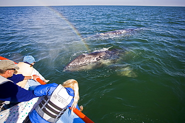 A "rainblow" forms from the spout of a California Gray Whale (Eschrichtius robustus) calf in San Ignacio Lagoon, Baja Peninsula, Baja California Sur, Mexico