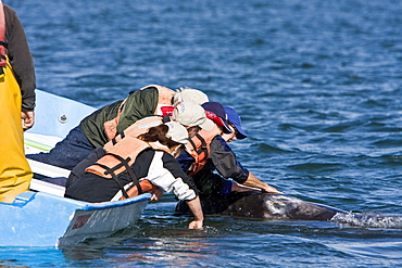 Excited whale watchers reach out to touch a California Gray Whale calf (Eschrichtius robustus) in San Ignacio Lagoon, Baja Peninsula, Baja California Sur, Mexico