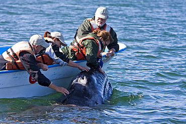 Excited whale watchers reach out to touch a California Gray Whale (Eschrichtius robustus) in San Ignacio Lagoon, Baja Peninsula, Baja California Sur, Mexico