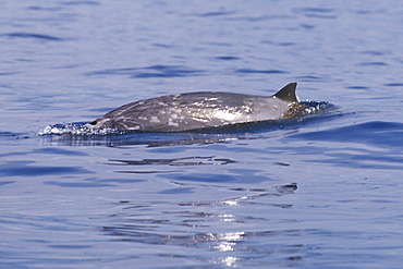 A lone adult male Blainville's Beaked Whale (Mesoplodon densirostris)surfacing in deep water off the Kona Coast of Hawaii, USA. PAcific Ocean.
(Restricted Resolution - pls contact us)