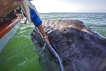 Rubbing the baleen plates of a curious California Gray Whale (Eschrichtius robustus) calf in San Ignacio Lagoon, Baja Peninsula, Baja California Sur, Mexico