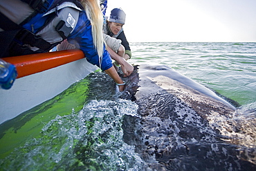 Rubbing the baleen plates of a curious California Gray Whale (Eschrichtius robustus) calf in San Ignacio Lagoon on the Pacific side of the Baja Peninsula, Baja California Sur, Mexico