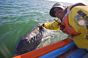 Excited whale watchers reach out to touch a California Gray Whale (Eschrichtius robustus) in San Ignacio Lagoon, Baja Peninsula, Baja California Sur, Mexico