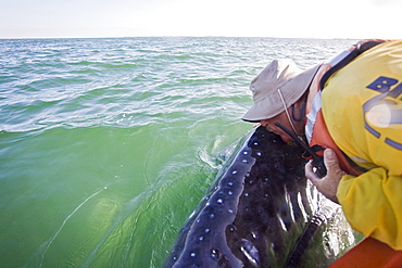 Excited whale watchers reach out to kiss a California Gray Whale (Eschrichtius robustus) in San Ignacio Lagoon on the Pacific side of the Baja Peninsula, Baja California Sur, Mexico