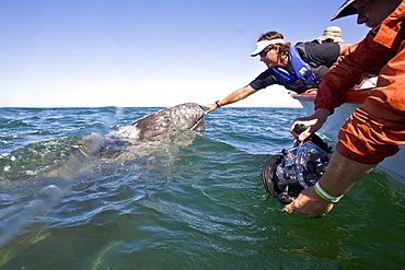 Excited whale watcher Serge Dedina reaches out to touch a California Gray Whale calf (Eschrichtius robustus) in San Ignacio Lagoon, Baja Peninsula, Baja California Sur, Mexico