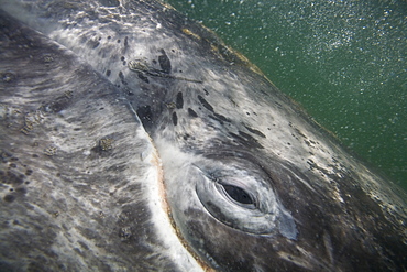 A curious California Gray Whale (Eschrichtius robustus) calf underwater (eye detail) in San Ignacio Lagoon on the Pacific side of the Baja Peninsula, Baja California Sur, Mexico