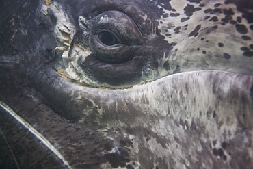 A curious California Gray Whale calf (Eschrichtius robustus) approaches the boat underwater in San Ignacio Lagoon, Baja Peninsula, Baja California Sur, Mexico