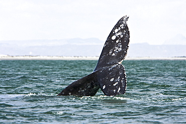 California Gray Whale (Eschrichtius robustus) in San Ignacio Lagoon on the Pacific side of the Baja Peninsula, Baja California Sur, Mexico