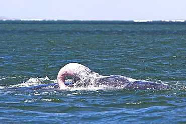 California Gray Whale (Eschrichtius robustus) in San Ignacio Lagoon on the Pacific side of the Baja Peninsula, Baja California Sur, Mexico