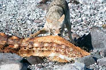 An adult coyote feeding on the carcass of a X(gray whale calf).  Isla Tiburon, Mexico.  S(Mexico (Pacific))S(stranding)S(coyote)S(AW)S(feeding)