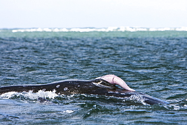 California Gray Whale (Eschrichtius robustus) in San Ignacio Lagoon on the Pacific side of the Baja Peninsula, Baja California Sur, Mexico