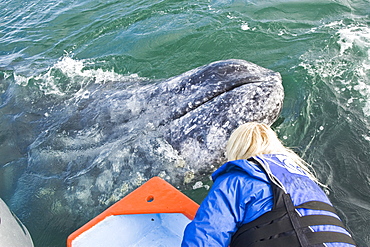 An excited whale watcher reaches out to touch an adult California Gray Whale (Eschrichtius robustus) in San Ignacio Lagoon, Baja Peninsula, Baja California Sur, Mexico