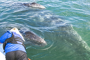 An excited whale watcher reaches out to touch an adult California Gray Whale (Eschrichtius robustus) in San Ignacio Lagoon, Baja Peninsula, Baja California Sur, Mexico