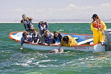 Excited whale watchers reach out to touch a California Gray Whale calf (Eschrichtius robustus) in San Ignacio Lagoon, Baja Peninsula, Baja California Sur, Mexico