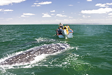 Excited whale watchers reach out to touch an adult California Gray Whale (Eschrichtius robustus) in San Ignacio Lagoon, Baja Peninsula, Baja California Sur, Mexico