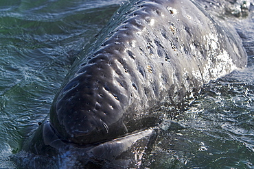 A curious California Gray Whale calf (Eschrichtius robustus) approaches the boat in San Ignacio Lagoon on the Pacific side of the Baja Peninsula, Baja California Sur, Mexico